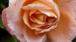 Rose  Auguste ...  Janine 26.07.2010