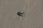 Sandstrand mit Muschel. 26.7.2009 ...  Andreas Strobel 02.08.2010