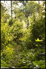 Eins von Drei Waldbildern dessen Herkunft das Waldst�ck zwischen Oberbruch ...