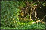 Eins von Drei Waldbildern dessen Herkunft das Waldst�ck zwischen Oberbruch ...