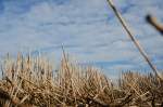 Ein Abgem�htes Weizen feld in Mangolding am 31.10.2010 .  ...