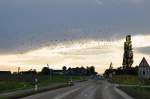 Ein Vogelschwarm �ber einer Landstrasse in der Voreifel - 20.10.2010 ...