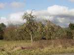Dieser Apfelbaum hat alle seine Bl�tter abgeworfen, aber die Fr�chte ...