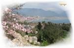 T�rkei, Alanya im Fr�hling. ...  Manfred Mehringer 28.03.2011