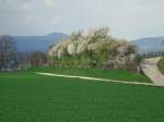 herrlich bl�hende und duftende Schlehenhecke in der Rheinebene, im Hintergrund ...