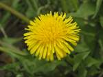 L�wenzahn Bl�te in Beuel am 5.4.2011  ...