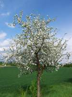 bl�hender Apfelbaum 2010   ...