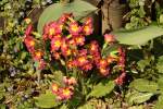 So sch�n bl�hen Bl�mlein im heimischen Garten. 01.04.2011.  ...