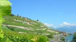 Genfer See Weinterassen des Lavaux zwischen Rivaz und St-Saphorin (07/2007) 