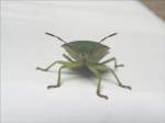 Insekten und Spinnen Gemeine gr�ne Stinkwanze, Palomena prasina, ca. 13 mm lang, von vorn; 03.08.07
