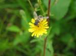 Insekten und Spinnen Auch ein Insekt hat die berechtigung zum Leben