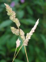 Bl�ten- und Kleinpflanzen Natur ist etwas Wunderbares