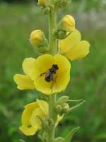 Insekten und Spinnen Es ist sch�n eine Blume lange zu beobachten.Dadurch entstehen solche Bilder