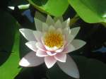 Bl�ten- und Kleinpflanzen Seerose