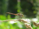 Insekten und Spinnen Libelle