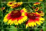 Bl�ten- und Kleinpflanzen Konkardenblumen... Bestandteil der 'Bienenwiese' im Kaisergarten Oberhausen