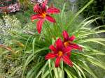 Wundersch�ne Rote Lilien im Garten   ...