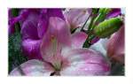 Bl�ten- und Kleinpflanzen Farbenfrohe Lilien nach einem Sommerregen