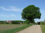 sch�n gewachsener Baum am Questiner Weg, Grevesm�hlen 12.05.2008  ...