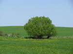mecklenburgische Sommerlandschaft Pohnstorf (NWM) an der Stra�e von Moor ...