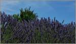 Lavendel
(04.07.2011)    ...