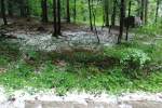 Waldst�ck bei Ohlstadt nach ...  Willi Dressel 20.07.2011