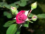 Bl�ten- und Kleinpflanzen Rosen-Knospe.
