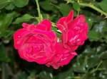 Bl�ten- und Kleinpflanzen Rosen.