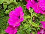 Bl�ten- und Kleinpflanzen Glockenblume (?). Bitte um Aufkl�rung.