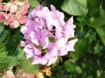 Bl�ten- und Kleinpflanzen Hortensie.