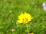 Bl�ten- und Kleinpflanzen Aster (?). Bitte um Aufkl�rung.