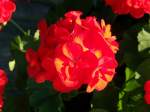 Bl�ten- und Kleinpflanzen Geranie.