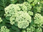 Bl�ten- und Kleinpflanzen Fette Henne.