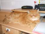Haustiere Mein Freund als Arbeitsunterst�tzung am PC