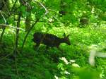 S�ugetiere Im Dickicht eines Mischwaldes; 050513