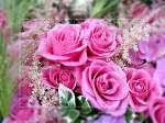 Bl�ten- und Kleinpflanzen Rosenpracht...