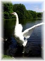 V�gel, Wasserv�gel Er ist der Gr��te... Schwan im Kaisergarten Oberhausen