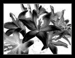 Bl�ten- und Kleinpflanzen Lilien... mit Filtern �berarbeitet.