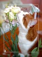 Haustiere Jimmy, der Schn�ffler