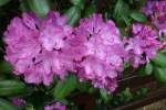 Rhododendronbl�ten. Foto:Fr�hjahr 2011   ...