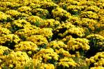 Ein Meer in Gelb, Studentenblume (Solena Yellow) auf der Buga ...