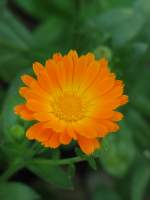 Bl�ten- und Kleinpflanzen Indesive Farbe hat diese Bl�te