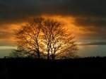 Bergisches Land Nur eine Minute vor meinem anderen Bild aufgenommen hier nochmal derselbe Baum mit deutlich anderer Farbstruktur des Himmels.