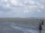 Wattenmeer Immer den verd�rrten B�schen nach und man kommt nach ca. 2 - 3 Stunden Weg von der Insel Neuwerk nach Sahlenburg...  28.07.2007
