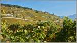 Die Weinterassen im Lavaux.
(18.10.2011)   ...
