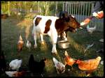 Nutztiere F�tterungszeit auf dem Dorf (Sarkaya-Turnadere in der T�rkei).