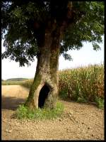 Auf dem Dorf Maisfeld am Rande des Dorfs Turnadere in der T�rkei.
