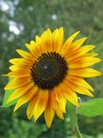 Bl�ten- und Kleinpflanzen Diese Sonneblume hai ein kleines Detail wenn mann es genau betrachtet siet man es.