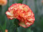 Bl�ten- und Kleinpflanzen Nelke 
