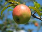 Bl�ten- und Kleinpflanzen Auch ein Bio Apfel kann sch�n sein.Gut sind Sie auf jeden fall.